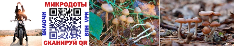 цены Полтавская Псилоцибиновые грибы Psilocybe